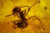 Detailed Fossil Ant (Formicidae) & Two Flies (Diptera) in Baltic Amber #163526-1
